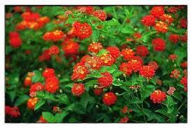Great Design Plant Lantana Jonesboro Memphis Lantana Great For Heat Flowers Deer Resistant Color Annual Butterfly Garden Plants Lantana Flowers