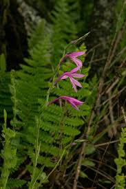 Image result for Radinosiphon leptostachya