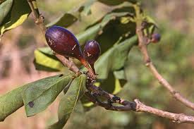 Image result for Oxyanthus latifolius