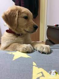 1 kedi 1 kopek sahiplendirme ilanlari golden retriever evcil hayvanlar kopek