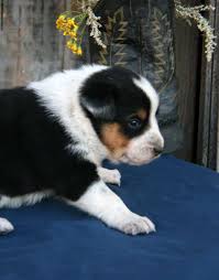 The texas heeler is a mixed dog the result of breeding an australian shepherd dog with an australian cattle dog. About Us Town Country Texas Heelers