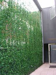 Bamboo is one of our most popular screening plants and we always have a fresh selection in varying heights to choose from. 25 Smart And Stylish Garden Screening Ideas Digsdigs