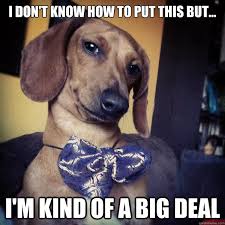 27 Funny Weiner Dog Memes Factory Memes