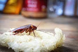 Are you worried about pests damaging your home? How To Tell If You Have A Pest Infestation Pest Control Use