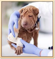 As you search emergency vet near me, consider the key supplies every vet recommends having in a proper pet first aid kit. Tulsa Pet Emergencies Vet Near Me