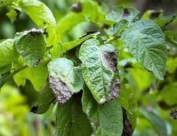 Repot the healthy roots in fresh potting soil. How To Grow Potatoes