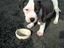 Check spelling or type a new query. Blue Nose Pitbull Puppies For Sale Near Me Pet S Gallery