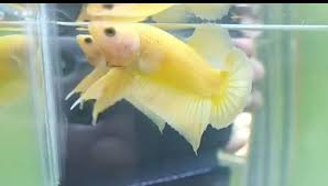 Ikan yg di kirim = ikan yg di foto & video, no random, foto real hasil take sendiri ikan cupang hm yellow banana male usia masuk 5 bulan size m good form & mental warna msh akan naik terus di. Ikan Cupang Hias Yellow Banana Perlengkapan Hewan Aksesoris Hewan Di Carousell