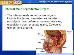 Jan 23, 2018 · for men, the external reproductive organs include: Female And Male Reproductive System Ppt Video Online Download