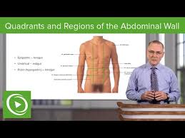 The division into four quadrants allows the localisation of pain and tenderness, scars, lumps, and other items of interest, narrowing in on which organs and tissues may be involved. Video Abdominopelvic Quadrants And Regions