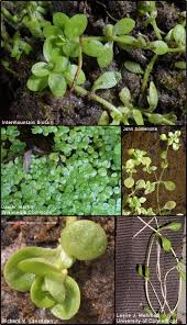 Image result for Callitriche