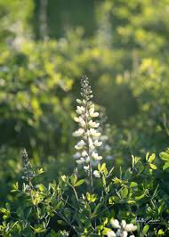 Image result for Indigofera hilaris