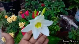 Here you can explore hq amazon lily transparent illustrations, icons and clipart with filter setting polish your personal project or design with these amazon lily transparent png images, make it even. How To Grow And Care Amazon Lily Flower Youtube