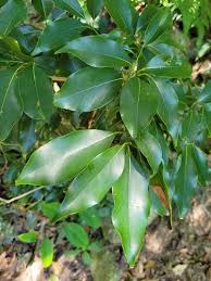 Image result for Beilschmiedia michelsonii