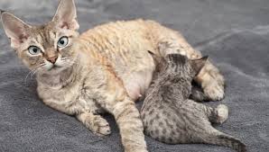 Want some cute ideas for taking weekly or monthly pregnancy pictures to show your cute growth to family and friends? The Various Stages Of A Cat Pregnancy