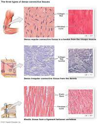 Pin By Therese David On Science Humans And Animals Anatomy And Physiology Tissue Biology Tissue Types