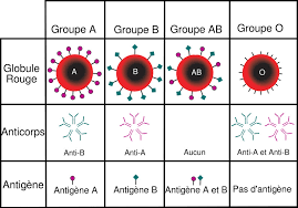 Le norovirus est difficile à éliminer. Le Groupe Sanguin Le Plus Rare Est L Ab