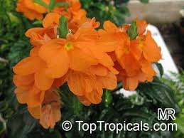 Image result for Crossandra mucronata