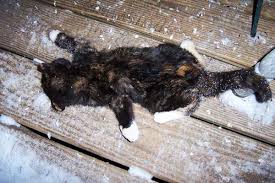 Probably the best prescription for winter's woes is to keep your cat inside with you and your family. Cat Left Outside In Freezing Temps Loses All 4 Feet Peta2