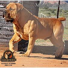 How many puppies does an african boerboel have? Absolute Boerboels Home Facebook