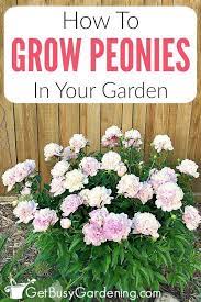 Peonies Care Guide How To Grow Peony Plants Growing Peonies Planting Peonies Peonies Garden