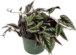 Image result for Cissus