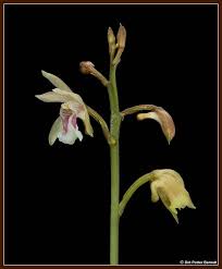 Image result for Oeceoclades maculata