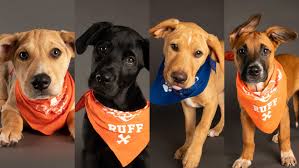 Check spelling or type a new query. Puppy Bowl 2021 Dogs From Charlie S Crusaders Pet Rescue Take Part