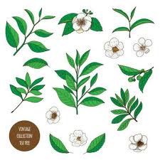 We did not find results for: Free Tea Leaves Vector Art