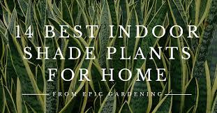 20 indoor house plants that thrive in shade. 14 Best Indoor Shade Plants For Low Light Rooms