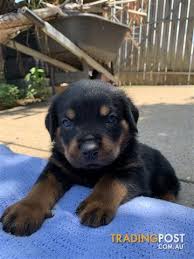 Our rottweiler puppies are available for sale in washington & various other parts of the us. Purebred Bobtail Rottweiler Puppies