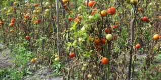 Solanaceous definition, belonging to the solanaceae, the nightshade family of plants. Late Blight In Solanaceous Plants Greenlife Crop Protection Africa