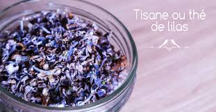 Comment Preparer Une Tisane De Lilas Ou Un The Vert Au Lilas Recette Tisane Blog Cuisine Saine Lilas Fleur