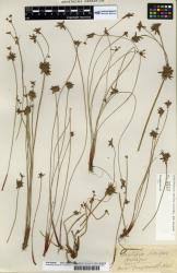 Image result for Isolepis prolifera