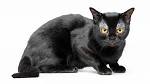 Bombay cat - Price, Personality, Lifespan
