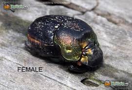 Find the perfect rainbow scarab beetle stock photo. Rainbow Scarab Beetle Phanaeus Vindex