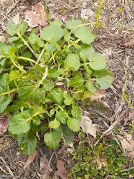 Image result for Dicliptera pumila