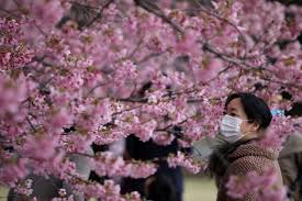 Tak perlu jauh² ke jepang, di surabaya anda bisa menemukan bunga tabebuya mirip sakura. Ini Alasan Mengapa Bunga Sakura Dianggap Penting Oleh Masyarakat Jepang Kumparan Com