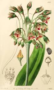 Image result for Alliaceae