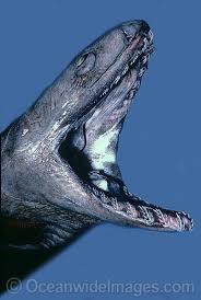 Frilled Shark Chlamydoselachus Anguineus Stock Photo 40m2631 02 Frilled Shark Deep Sea Creatures Shark