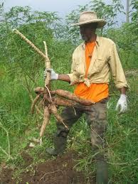 A La Rencontre De Raymond Monsieur Manioc G D A Orgapeyi