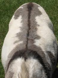 Double C Exotics Raising Adorable Registered Miniature Donkeys In S E Oklahoma Miniature Donkeys For Sale Miniature Donkey Donkey Miniatures