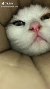 Unlike other plant people, they're thus rarely associated with sheriff callie's wild west: 530 There S No Life Without Cats Ideas Cats My Past Life Crazy Cats