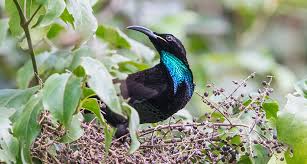 The males grow plumage that comes in unusual shapes and brilliant colors. Why Some Birds Of Paradise Have Ultrablack Feathers Science News