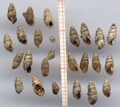 Image result for Isoglossa vulcanicola