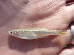 Image result for Lepidagathis lanatoglabra