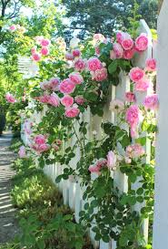 Beautiful Garden Plans You Can Build To Add Beauty To Your Landscape Cottage Roses Gardening Lan Climbing Roses Beautiful Gardens Cottage Garden Design