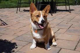 Bell & howell have some out that claim to repel ants, roaches, rats, mice, by just. Electronic Flea Collars Do They Work