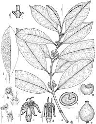 Image result for Craterispermum schweinfurthii