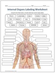 In all, there are believed to be 80 organs in your body, all serving different functions and uses. Internal Organs Labeling Functions Science Worksheet By Techcheck Lessons